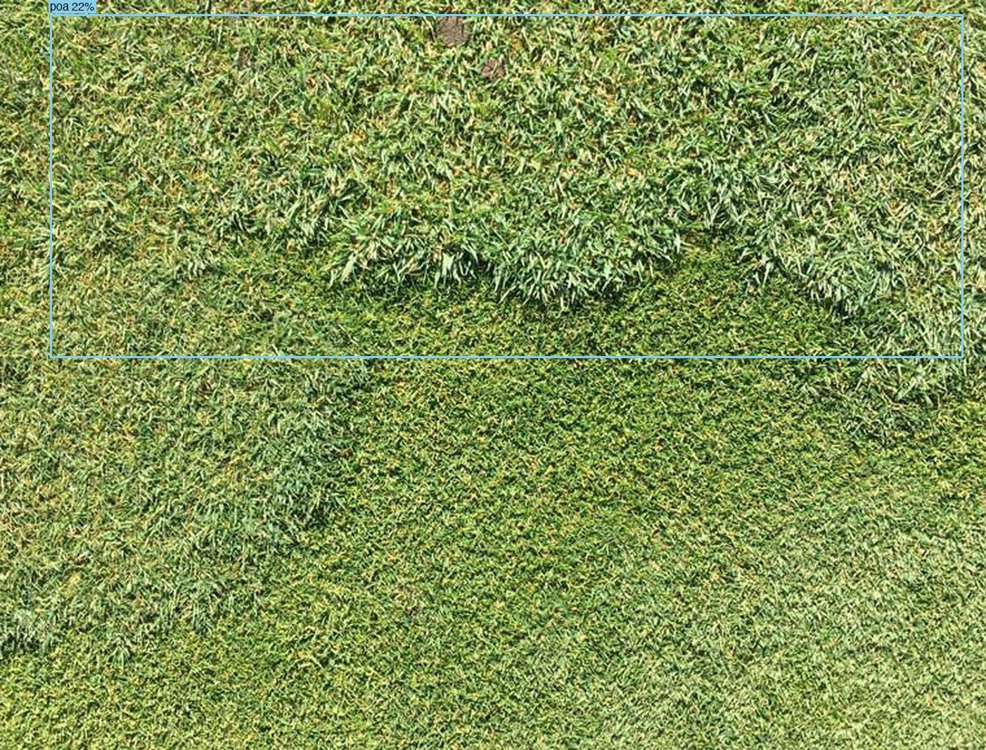 Poa annua after AI detection — bounding boxes around detected weeds
