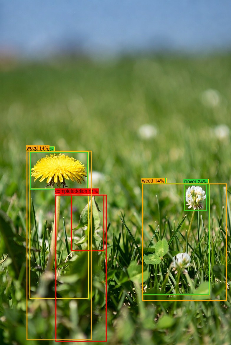 Side view of a dandelion after AI detection — bounding boxes
