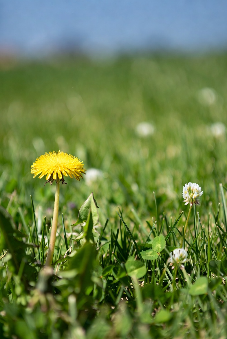 Side view of a dandelion before AI detection