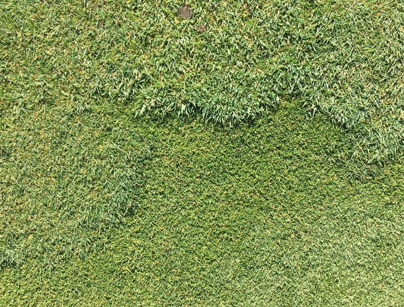 Poa annua invading bentgrass turf — before AI detection